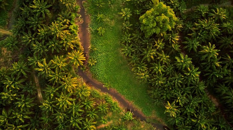 Agribusiness in Guinea Palm Oil Rubber and Fruit Processing Ventures - YES! INVEST in GUINEA A lush, green industrial palm oil plantation in the Forest Region of Guinea, showcasing the agricultural potential via Yes Invest in Guinea