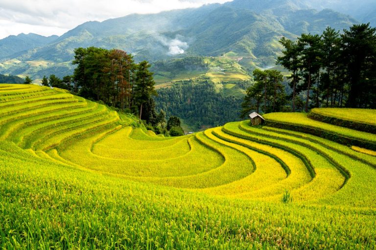 Sustainable Farming in Guinea Opportunities in Rice and Maize Production - YES! INVEST in GUINEA A vast, lush green rice paddy utilizing sustainable irrigation techniques in Lower Guinea, showcasing the potential of Yes! Invest in Guinea agribusiness projects.