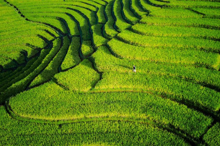 Why Invest in Guinea Agriculture Fertile Lands and High-Yield Crops Guide - YES! INVEST in GUINEA A vibrant image showing expansive green rice paddies stretching into the horizon, symbolizing the fertile lands and agricultural potential when you choose to Yes! Invest in Guinea.