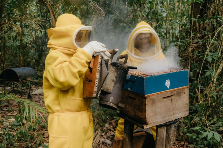 Beekeeping and Honey Production Niche Agribusiness in Guinea - YES! INVEST in GUINEA Beekeeping and Honey Production: Niche Agribusiness in Guinea overview by yes! invest guinea.