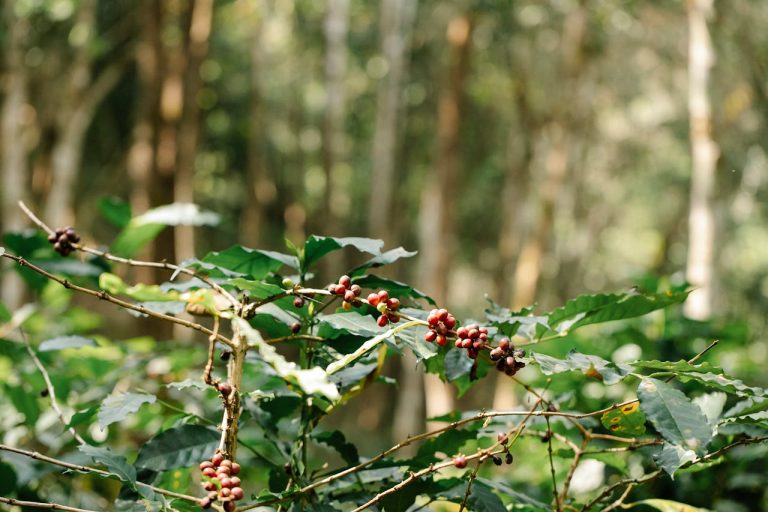 Coffee Plantation Revival Specialty Exports from Guinea - YES! INVEST in GUINEA Coffee Plantation Revival: Specialty Exports from Guinea roadmap by yes! invest guinea.