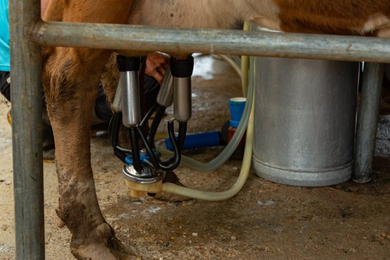 Dairy Production in Guinea Livestock Sector Growth Potential - YES! INVEST in GUINEA Dairy Production in Guinea: Livestock Sector Growth Potential overview by yes! invest guinea.