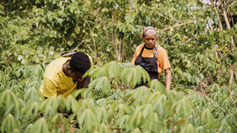 Organic Farming Trends Sustainable Agriculture Investments in Guinea - YES! INVEST in GUINEA Organic Farming Trends: Sustainable Agriculture Investments in Guinea overview by yes! invest guinea.
