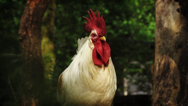 Poultry Farming Investments Meeting Guineas Protein Demand - YES! INVEST in GUINEA Poultry Farming Investments: Meeting Guinea's Protein Demand by yes! invest guinea.