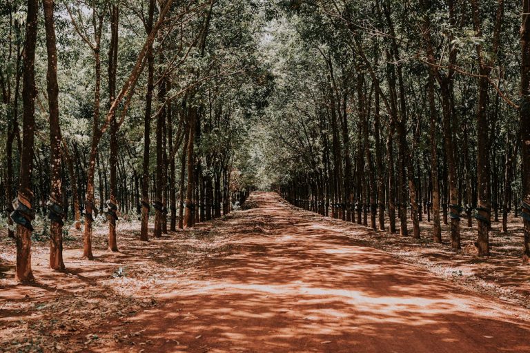 Rubber Plantation Investments Export-Focused Agriculture - YES! INVEST in GUINEA Rubber Plantation Investments: Export-Focused Agriculture roadmap by yes! invest guinea.