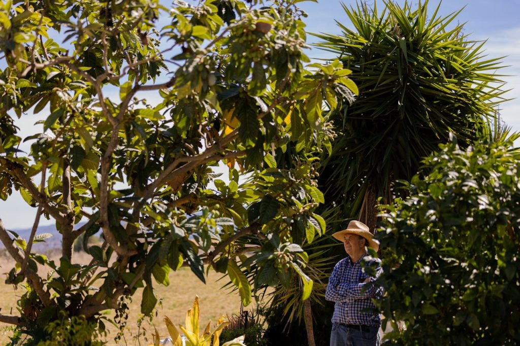 Avocado Farming: Emerging Export Crop in Guinea industrial guide by yes! invest guinea.
