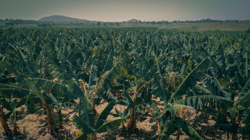 Banana Plantation Guinea Expansion: Fruit Export Growth guide by yes! invest guinea.
