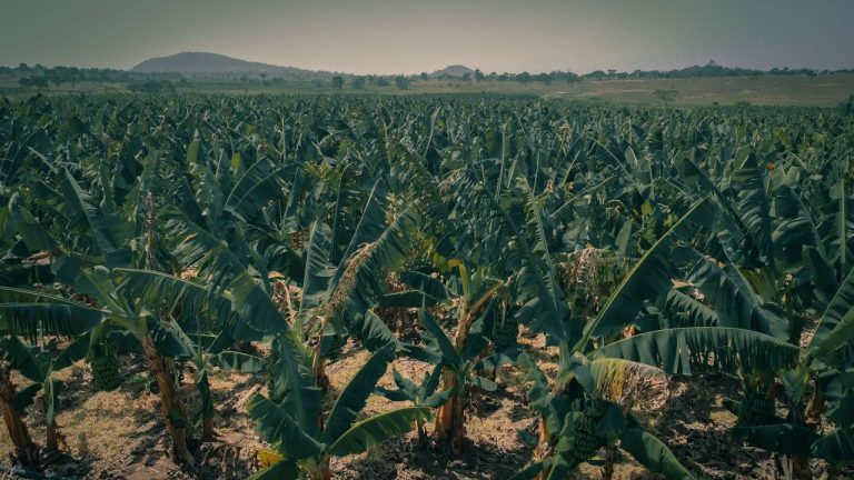 Banana Plantation Guinea Expansion Driving Global Fruit Export Growth in 2026 - YES! INVEST in GUINEA Banana Plantation Guinea Expansion: Fruit Export Growth guide by yes! invest guinea.
