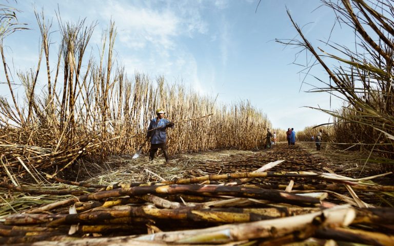 Biofuel Production in Guinea Turning Agricultural Waste into Clean Energy - YES! INVEST in GUINEA Biofuel production in Guinea: Agricultural waste energy guide by yes! invest guinea.