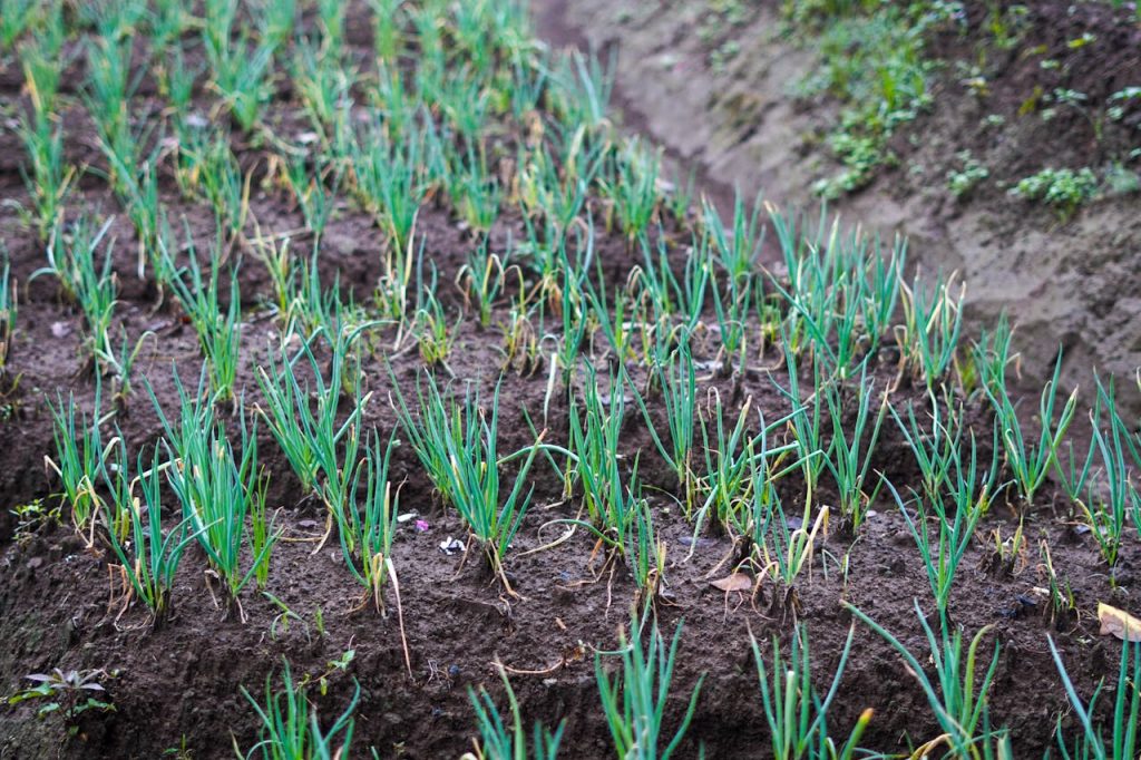 Onion farming techniques for export-quality production guide for yes! invest guinea.