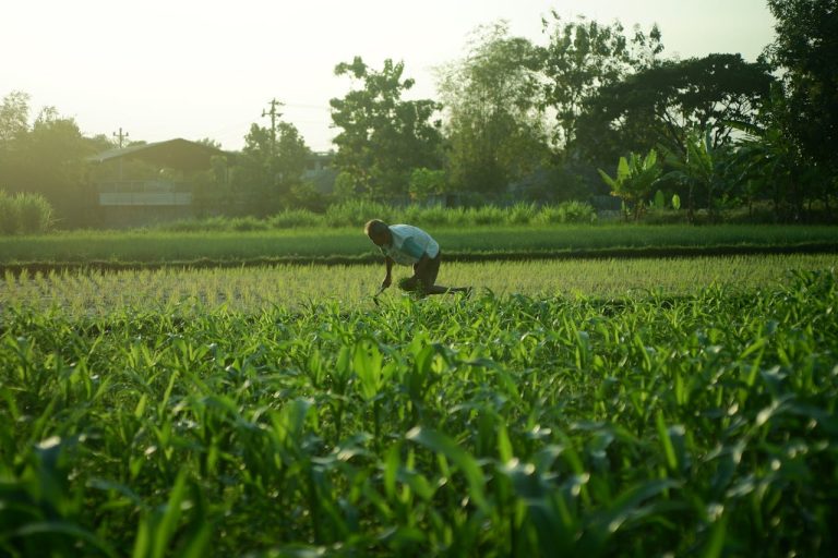 Organic Tea Farming Export Markets for Guinea Produce - YES! INVEST in GUINEA Organic Tea Farming: Export Markets for Guinea Produce overview by yes! invest guinea.