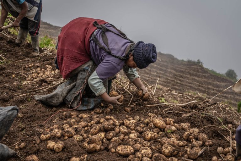 Potato Cultivation in Guinea Unlocking Staple Crop Investment Potential - YES! INVEST in GUINEA Potato cultivation in Guinea: Staple crop investment guide by yes! invest guinea.