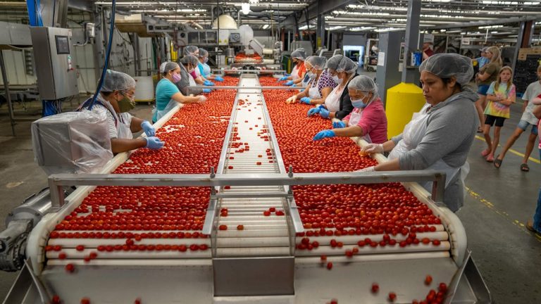Tomato Processing in Guinea Revolutionizing the Vegetable Agribusiness - YES! INVEST in GUINEA Tomato Processing Guinea