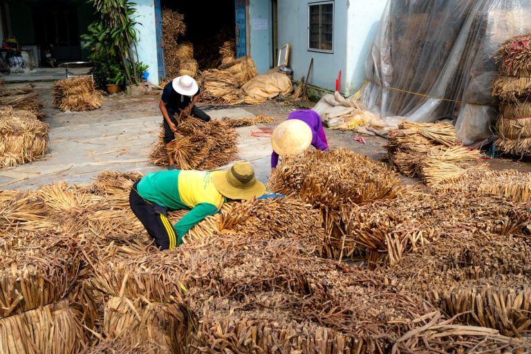 Vanilla Cultivation The High-Value Frontier for Guineas Agribusiness - YES! INVEST in GUINEA Vanilla Cultivation: High-Value Crop for Guinea Farmers guide by yes! invest guinea.