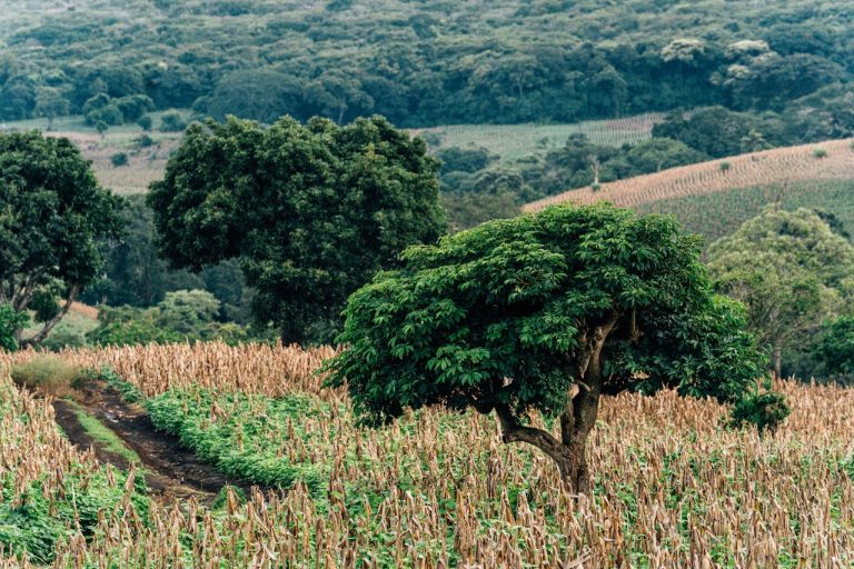 Capitalizing on the Green Revolution New Zealand Investors Exploring Guineas Agriculture Sector - YES! INVEST in GUINEA New Zealand Investors Exploring Guinea’s Agriculture Sector | yes! invest guinea
