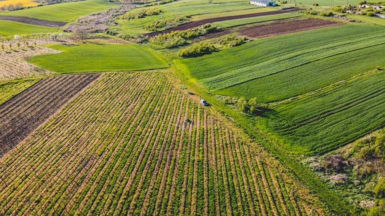 Cultivating Success The Massive Agriculture Investment Potential in Guinea for 2026 - YES! INVEST in GUINEA Agriculture Investment Potential in Guinea and Agriculture Investment Guinea by yes! invest guinea.