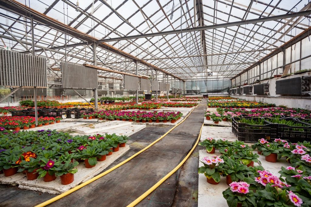Floriculture Investments: Flower Export Business and agribusiness guide by yes! invest guinea.