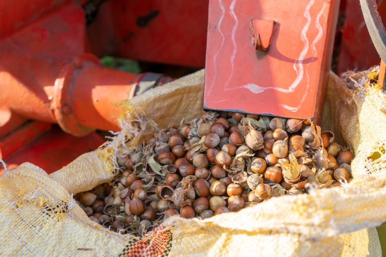 Nut Processing Units Revolutionizing Value-Added Agriculture in Guinea - YES! INVEST in GUINEA Nut Processing Units: Value-Added Agriculture yes! invest guinea