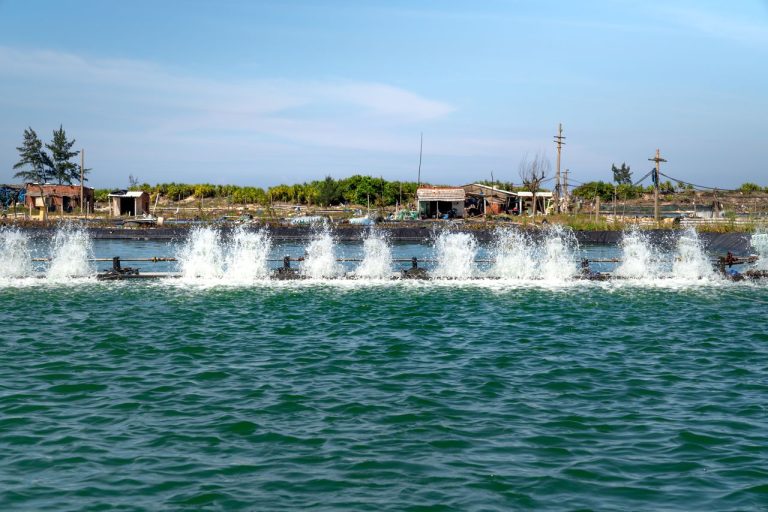 Aquaculture Investment Opportunities Along Guineas Coastline Unlocking West Africas Marine Economy - YES! INVEST in GUINEA Aquaculture Investment Opportunities Along Guinea’s Coastline yes! invest guinea