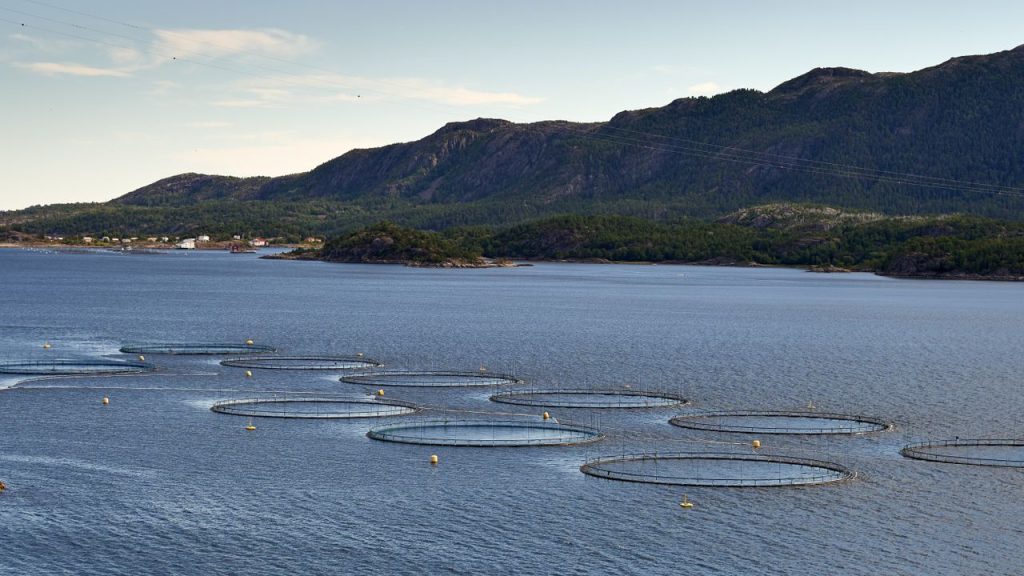 quaculture Fish Farming Investment Guinea – Yes! Invest Guinea