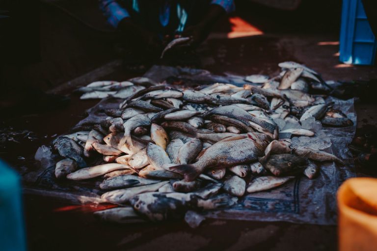 Livestock and Fisheries Investment in Guinea Feeding a Nation and Supplying a Region - YES! INVEST in GUINEA Livestock and Fisheries Investment in Guinea – Yes! Invest Guinea