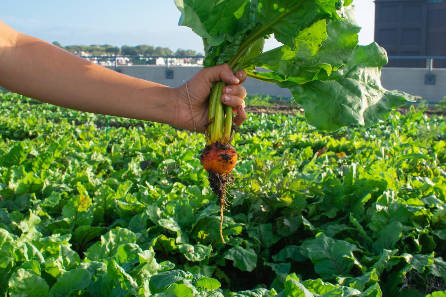 Food Security Crops Investment in Guinea – Yes! Invest Guinea