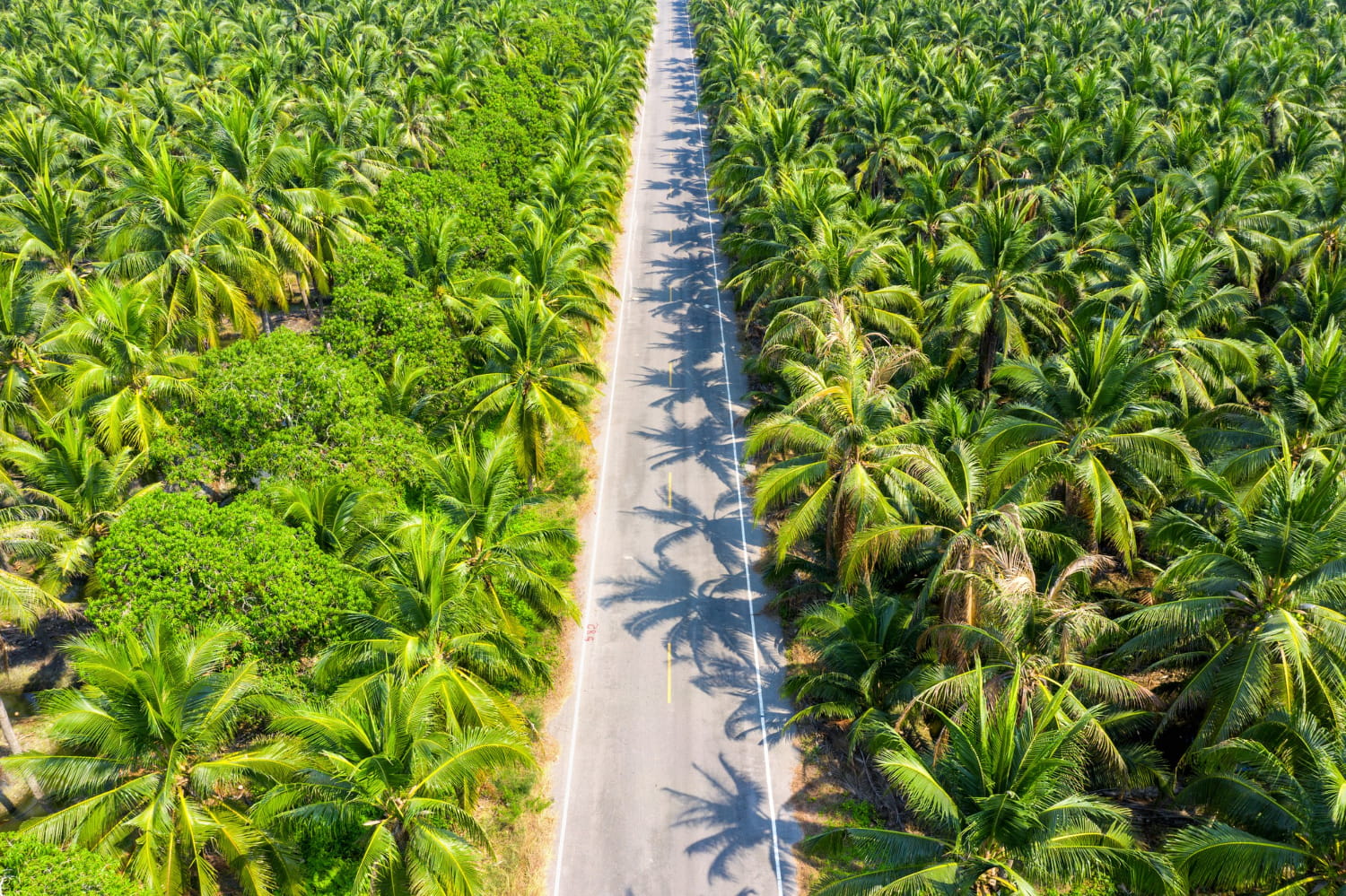 Palm Oil Plantations Investment in Guinea – Yes! Invest Guinea