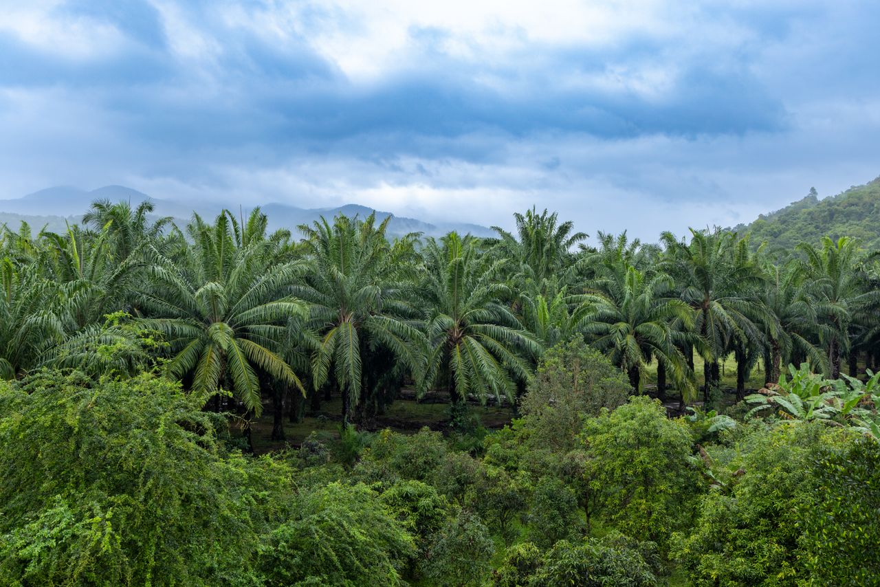 Palm Oil and Rubber Plantations in Guinea A Guide for Agribusiness Investors - YES! INVEST in GUINEA Palm Oil and Rubber Plantations in Guinea Investment Guide - Yes! Invest Guinea