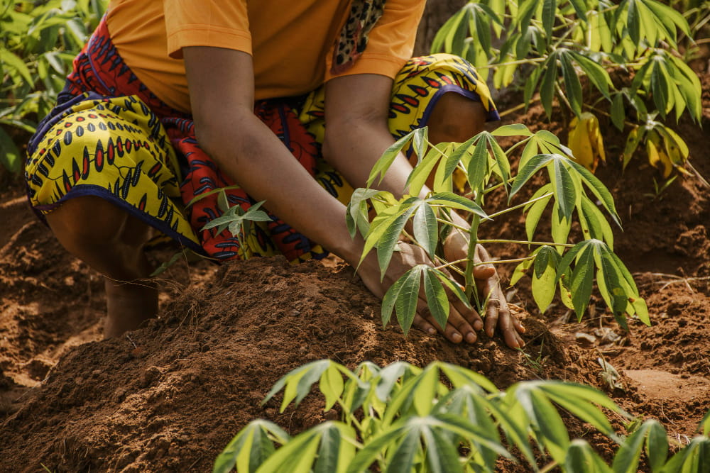 Cassava farming and processing opportunities - Yes Invest Guinea