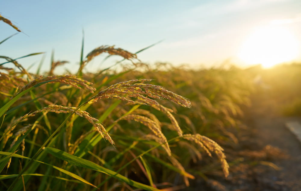 Rice farming in Guinea investment opportunities - Yes Invest Guinea
