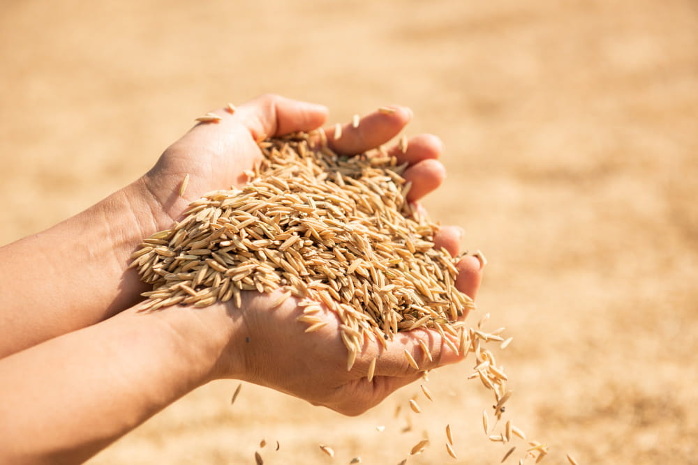 Commercial rice production opportunities in Guinea - Yes Invest Guinea