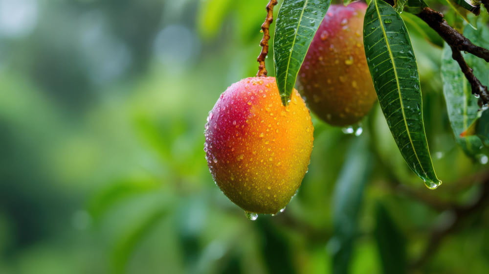 Mango farming and export agribusiness in Guinea | Yes Invest Guinea